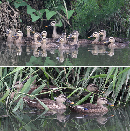Spot-billed Duck