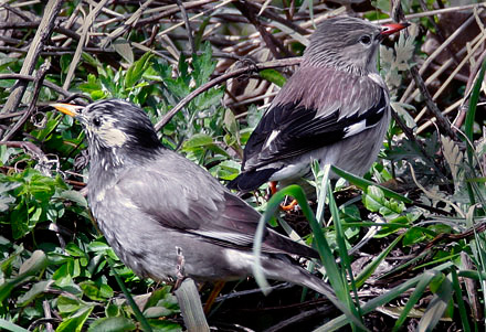 Grey Starling