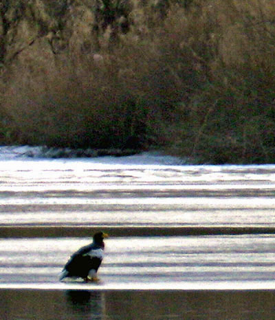 Steller's Sea Eagle