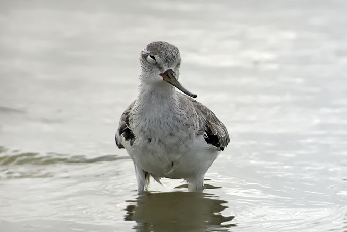 Terek Sandpiper