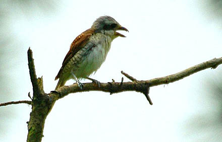 Thick-billed Shrike