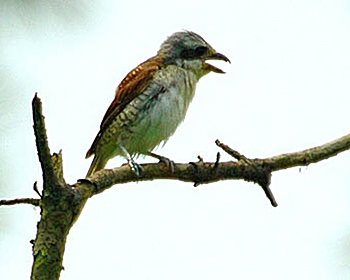 Thick-billed Shrike
