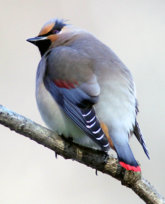 Japanese Waxwing