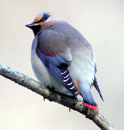 Japanese Waxwing