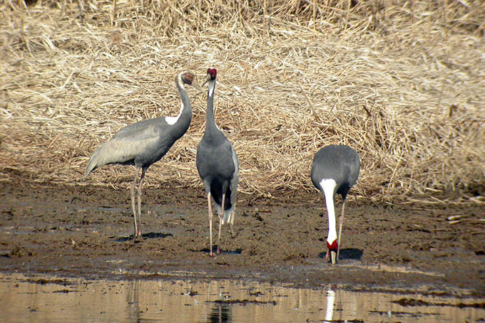 White-naped Cranes