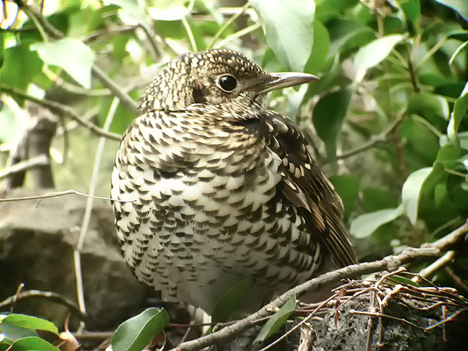 White's Thrush