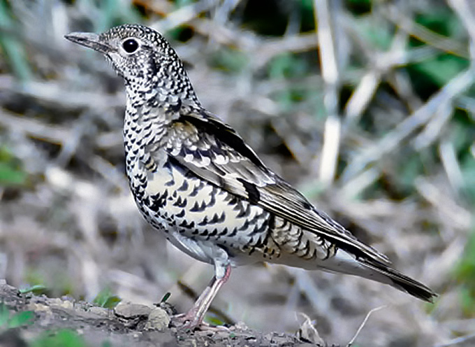 White's/Scaly Thrush
