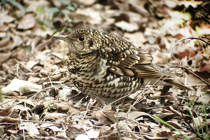 White's/Scaly Thrush