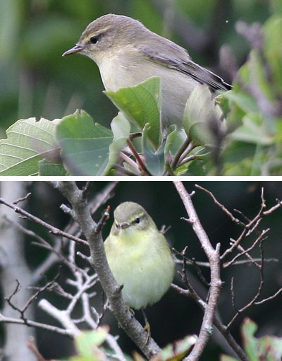 Willow Warbler