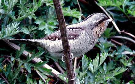 Wryneck