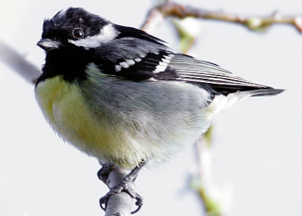 Yellow-bellied Tit