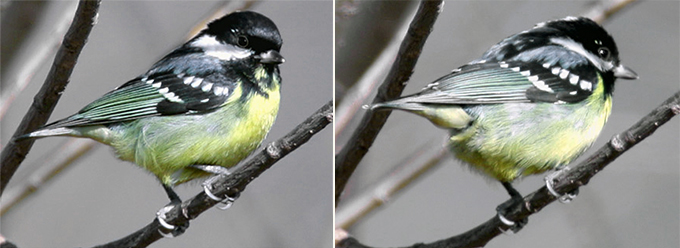 Yellow-bellied Tit