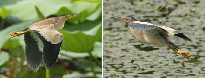 Yellow Bittern