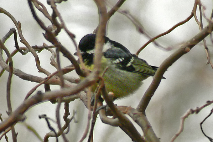 Yellow-bellied Tit