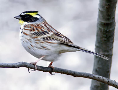 Yellow-throated Bunting