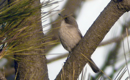 Eastern Lesser Whitethroat