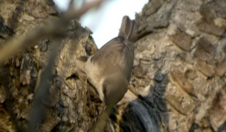 Eastern Lesser Whitethroat