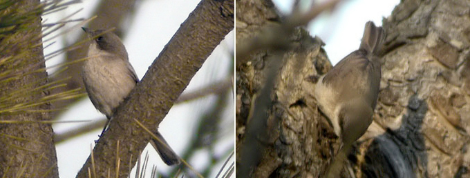 Eastern Lesser Whitethroat