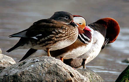Mandarin Ducks