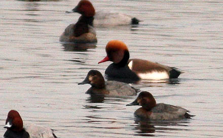 © Red-crested Pochard