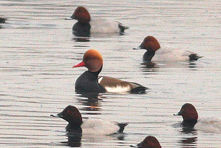 © Red-crested Pochard