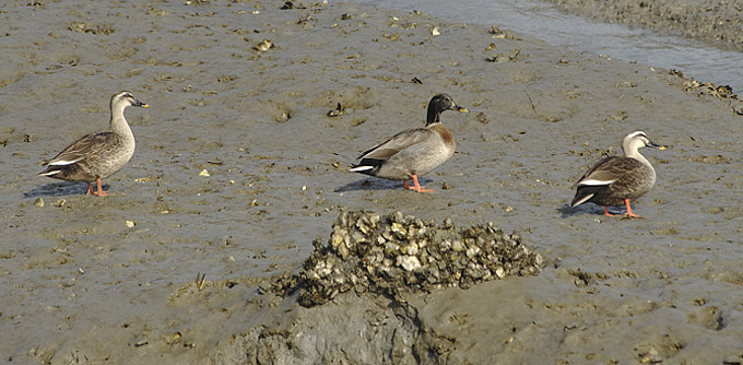 Mallard x Spot-billed Duck