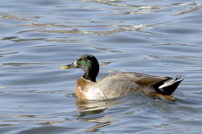 Mallard x Spot-billed Duck
