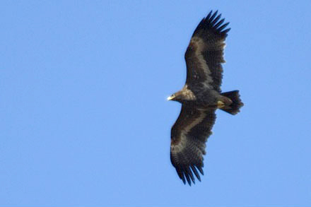 Steppe Eagle