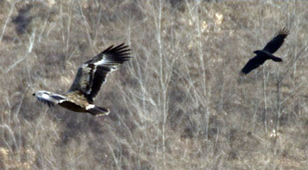 Steppe Eagle