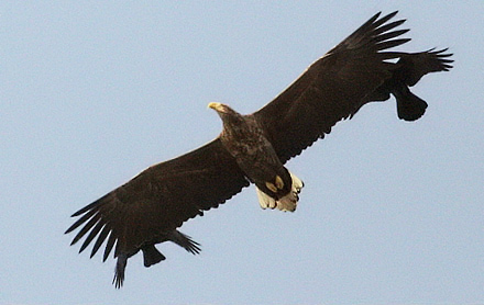 White-tailed Eagle