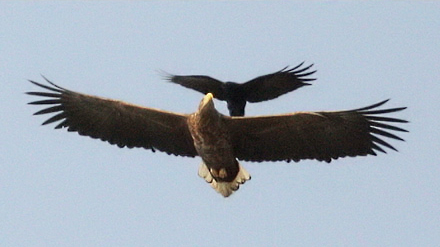 White-tailed Eagle