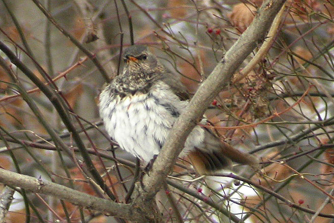 Dark-throated Thrush