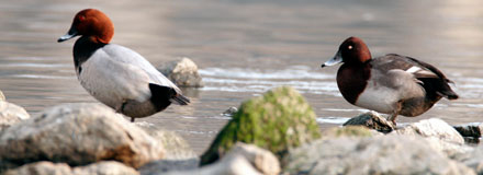 Possible hybrid Pochard