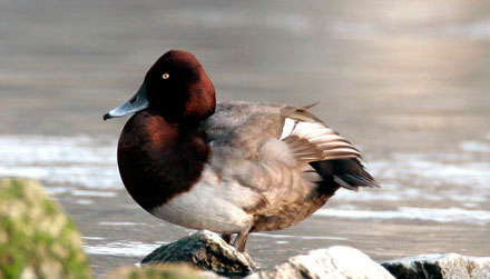 Possible hybrid Pochard