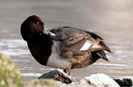Possible hybrid Pochard
