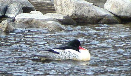 Scaly-sided Merganser