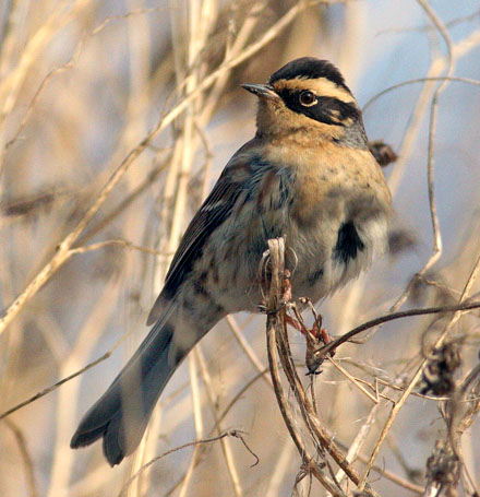 Siberian Accentor