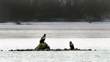 Stellers Sea Eagle
