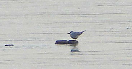 Whiskered Tern