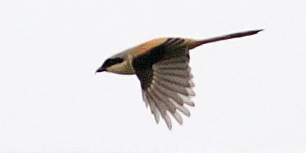 Long-tailed Shrike