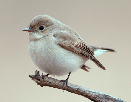 Red-breasted Flycatcher