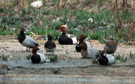 Red-crested Pochard