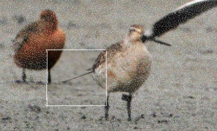 leg-flagged bar-tailed godwit