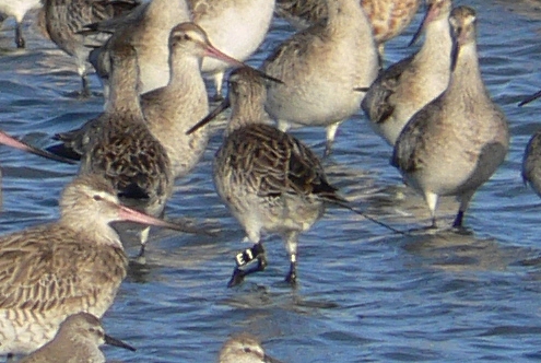 leg-flagged bar-tailed godwit