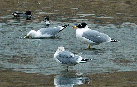 Pallas's (Great Black-headed) Gull