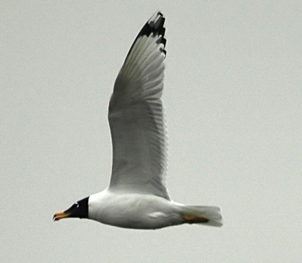 Pallas's (Great Black-headed) Gull
