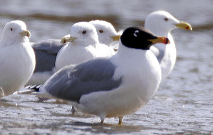 Pallas's (Great Black-headed) Gull