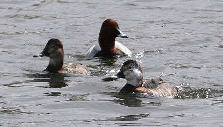 Common Pochard