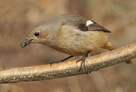 Daurian Redstart