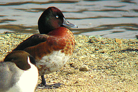 Ferruginous Duck